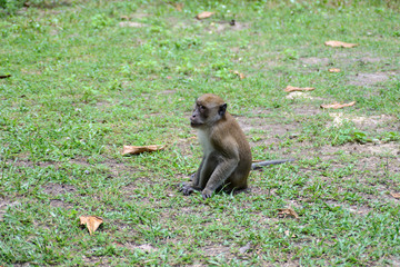 Monkey in natural YONG LING Beach Thailand