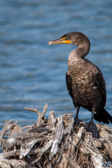 Fototapeta na wymiar The Double-crested Cormorant Pearching on the Driftwood at Lagoo