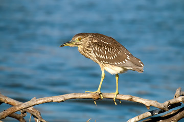 The Black Crowned Night Heron on the Driftwood at Malibu Lagoon