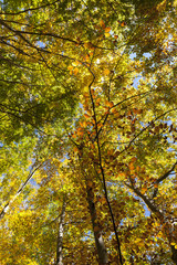 Foglie rosse e oro in una foresta di faggi