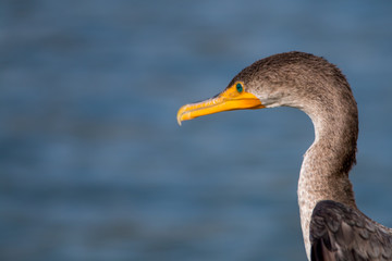 The Double-crested Cormorant Pearching on the Driftwood at Lagoo