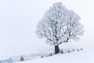 Fototapeta na wymiar Winterlandschaft mit Baum