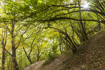 Sentiero che attraversa la foresta. Luce del sole che filtra tra gli alberi