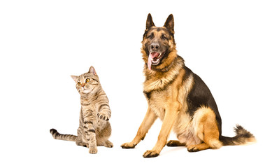 German Shepherd and playful cat Scottish Straight