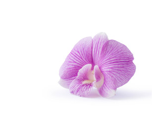 Dendrobium purple orchid