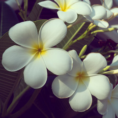 Fototapeta na wymiar white frangipani plumeria tropical spa flower, flowers vintage