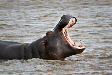 Hippo with open mouth in the water - 95611484