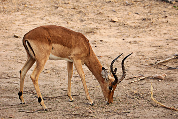male impala looking for food - 95611491