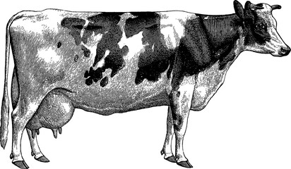 Vintage drawing cow