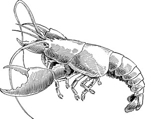 Vintage drawing lobster - 95612070