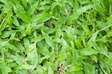 Fototapeta premium Tropical Carpet grass close up