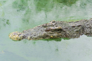 Crocodile in green Water
