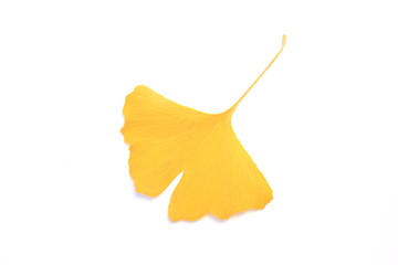 イチョウの黄葉