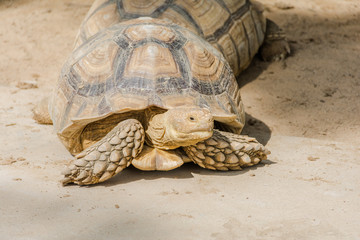 Sulcata Tortoise