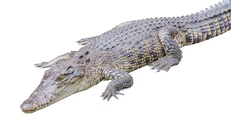 Selbstklebende Fototapete Krokodil Crocodile Isolated on White Background