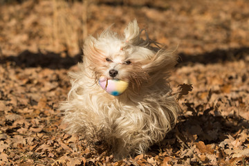 Havaneser Hund Welpe in Aktion im Wald
