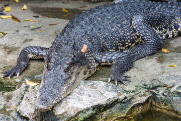 Crocodile lying on the rock