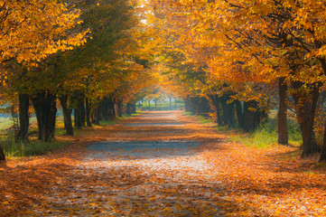 Viale in autunno