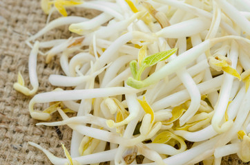 Mung bean sprouts