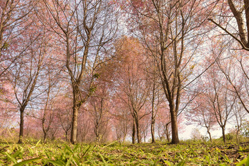 Fototapeta premium Prunus cerasoides pink flower park north area in thailand.