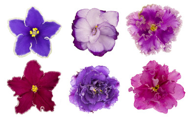 Fototapeta na wymiar The variety of violet flowers ( saintpolia ) isolated on the white background. 