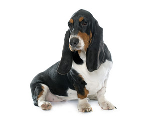 young Basset Hound