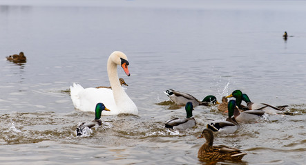 Swan with ducks swimming in the water (feeding), Shallow DOF, se