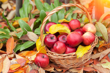 Basket with apples on the fallen leaves