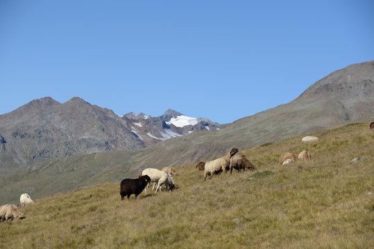 Schafe bei Vent