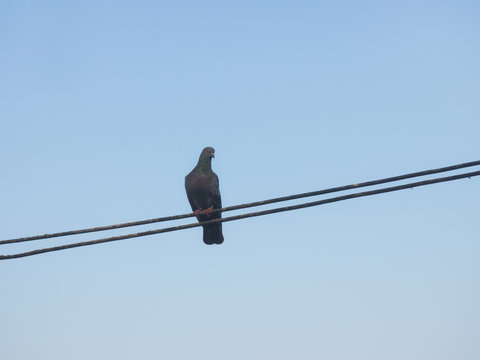Lonely pigeon under blue sky