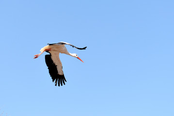 Fototapeta na wymiar Stork, France 