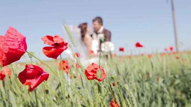 Poppy field and in love couple