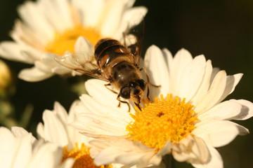  drone bee on the Flower Chrysanthemum