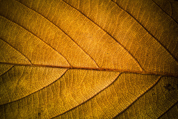 Autumn leaves. Texture of autumn leaves.. Background of leaves.