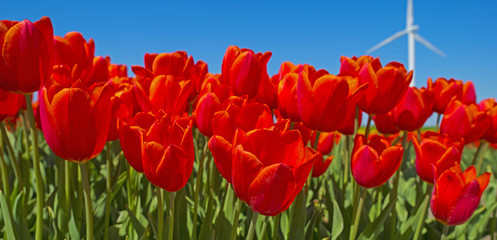 Fototapeta premium Tulips below a sunny sky in spring