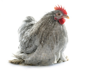grey Pekin rooster