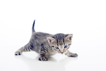 Gatito atento