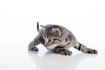 Gatito girando la cabeza