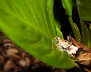 Small frog at big leaf in rainforest
