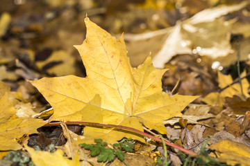 Naklejka na ściany i meble Golden autumn leaves 