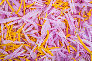 background chrysanthemum petals