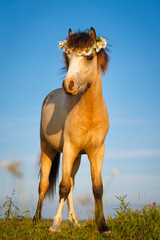 welsh pony