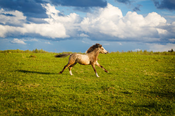 welsh pony