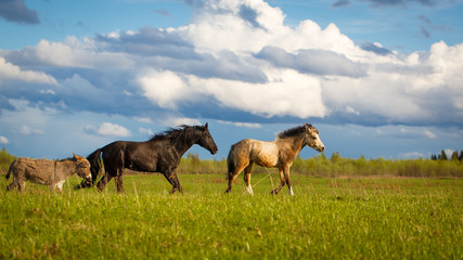horse, pony and donkey