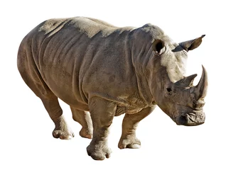 Papier peint photo autocollant rond Rhinocéros rhinocéros sur fond blanc