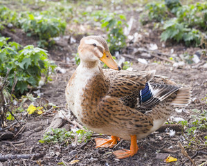 Brown duck on a poultry farm