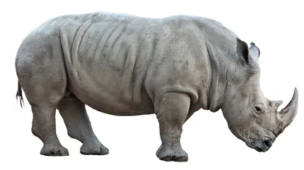 Stickers pour porte Rhinocéros rhinocéros sur fond blanc