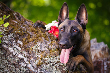 Fototapete bei efototapeten.de bestellen   