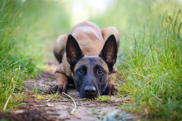 Malinois Belgian Shepherd dog - obrazy, fototapety, plakaty