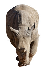 Naklejka premium rhinoceros on white background